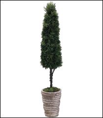 Cedar Cone Topiary 32"H6"W 6"L